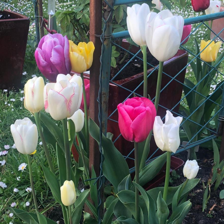44 Rue Cap Bed and Breakfast Caen Buitenkant foto